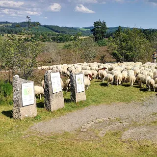 Concours de la racine ovine Limousine