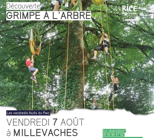 Grimpe d'arbre