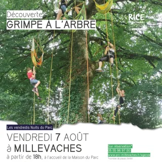Grimpe d'arbre