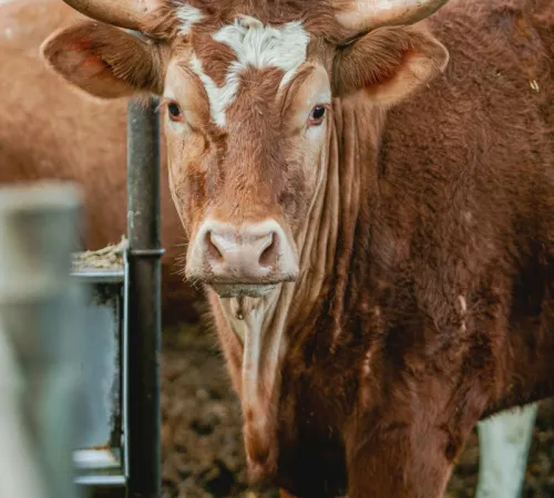 Comice agricole