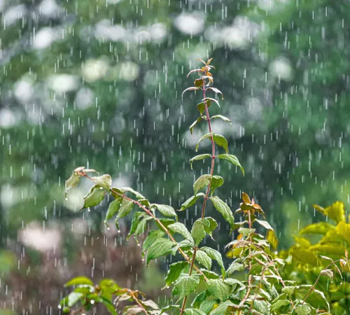 Castrum de Ségur : Cultiver la pluie