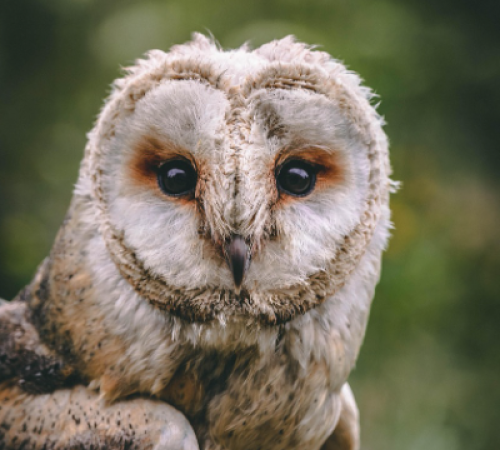 Hibou-Rando au profit du Téléthon