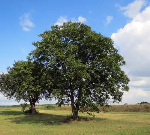 Balade-découverte «Le Noyer et autres plantes comestibles du Midi Corrézien » au Moulin de la Vie Contée