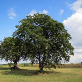 Balade-découverte «Le Noyer et autres plantes comestibles du Midi Corrézien » au Moulin de la Vie Contée