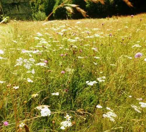 Atelier-découverte « La petite faune du ruisseau de Combejean »