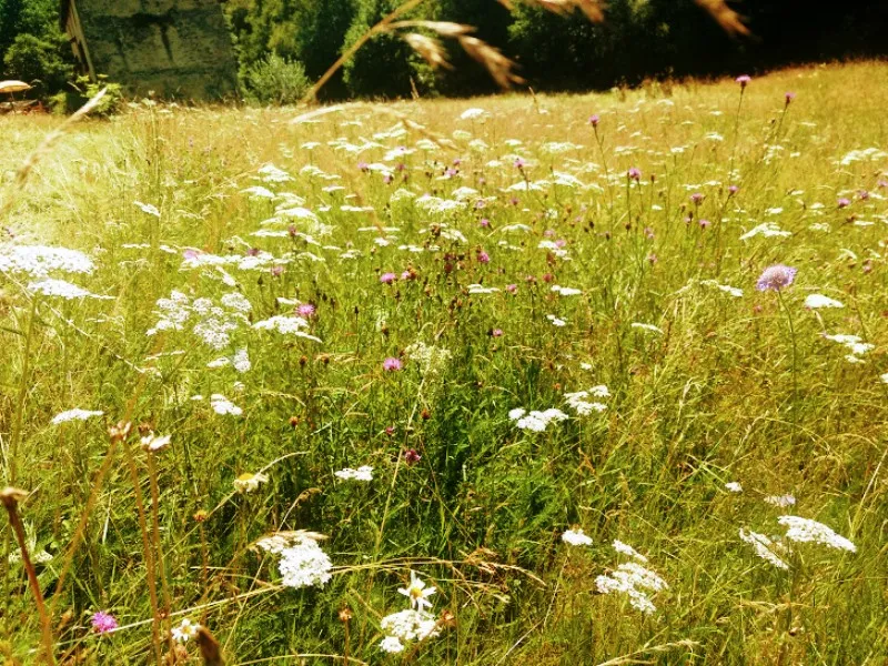 Atelier-découverte « ... - Crédit: aire naturelle le moulin de lacombe