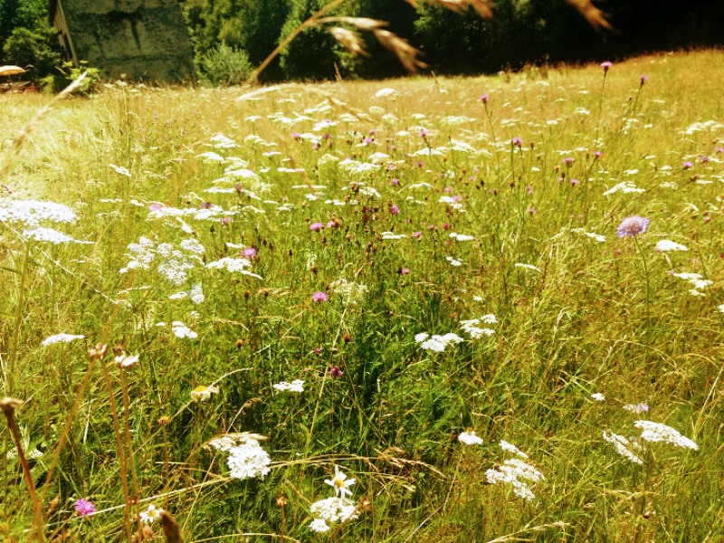 Balade-découverte "La ... - Crédit: aire naturelle le moulin de lacombe