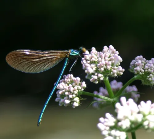 Balade découverte " La faune et la flore du Vallon de Roquecourbine "