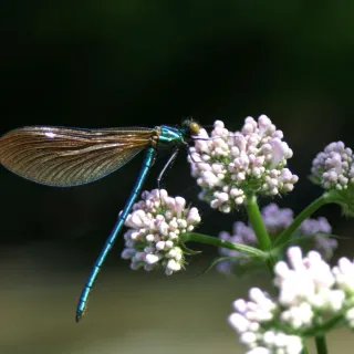 Balade découverte " La faune et la flore du Vallon de Roquecourbine "