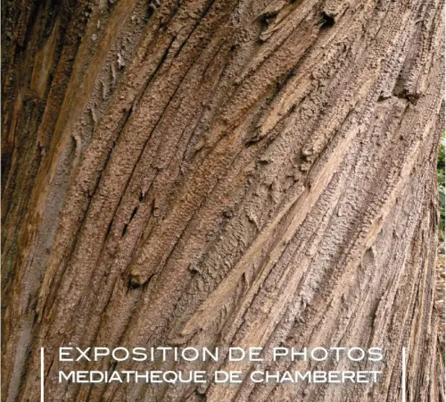 Exposition de photographies : Etats de bois - Ecorces