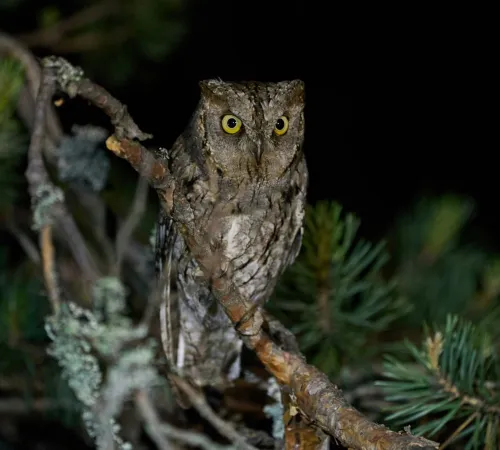Hibou rando