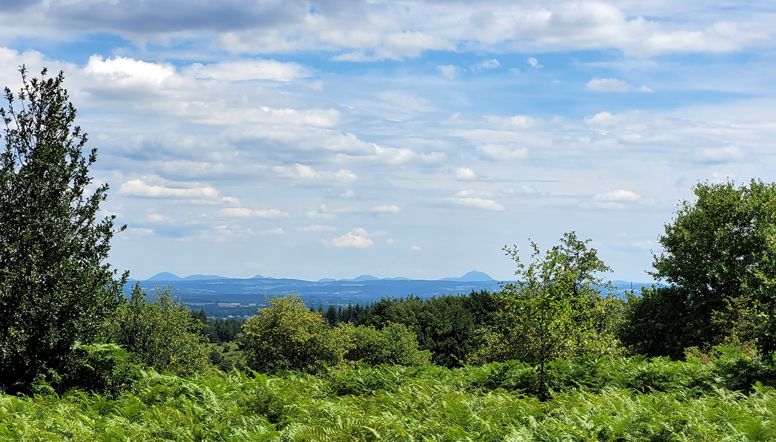 La Forêt des Agriers