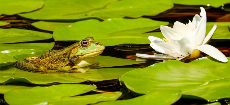 Al Gaulhia Arboretum