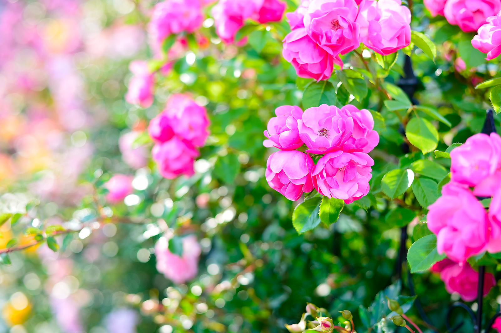 Square Marcel Cerdan, municipal rose garden