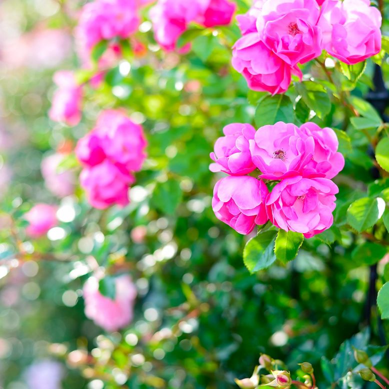 Square Marcel Cerdan, municipal rose garden