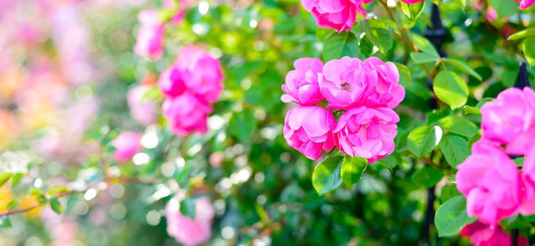 Square Marcel Cerdan, municipal rose garden