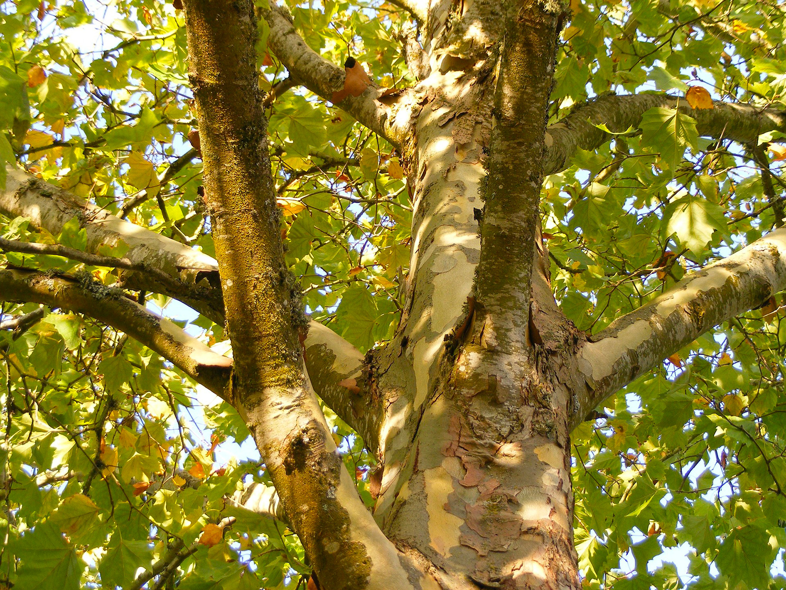 Jardin public de la Guierle