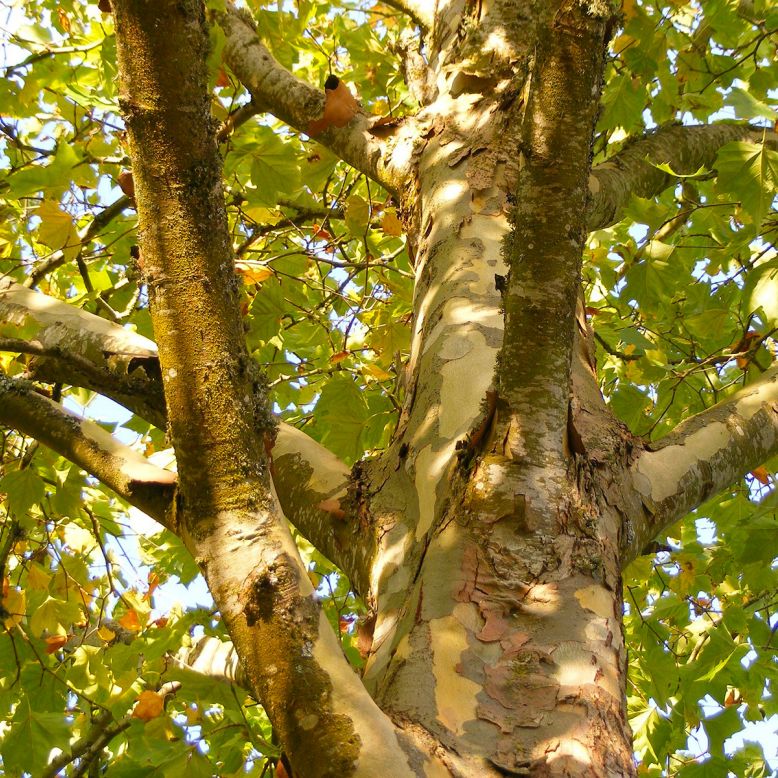 Guierle public garden