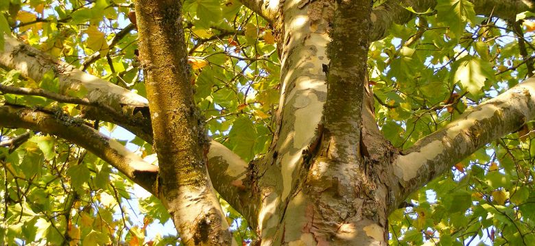 Guierle public garden