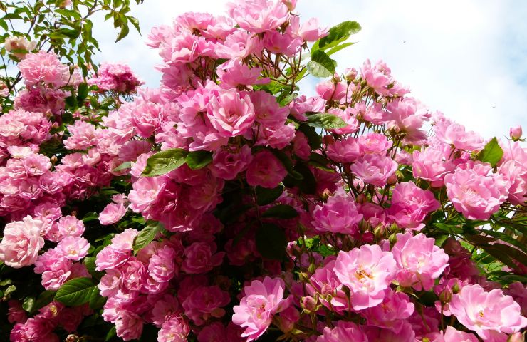 Beyssin Garden
