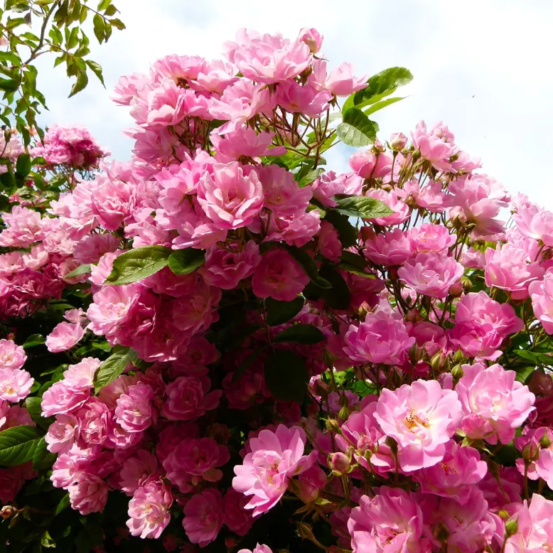 Jardin de Beyssin
