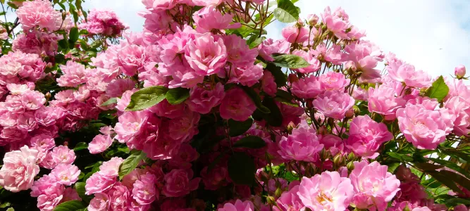 Jardin de Beyssin
