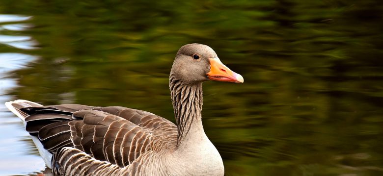 Arboretum de la Tuillière