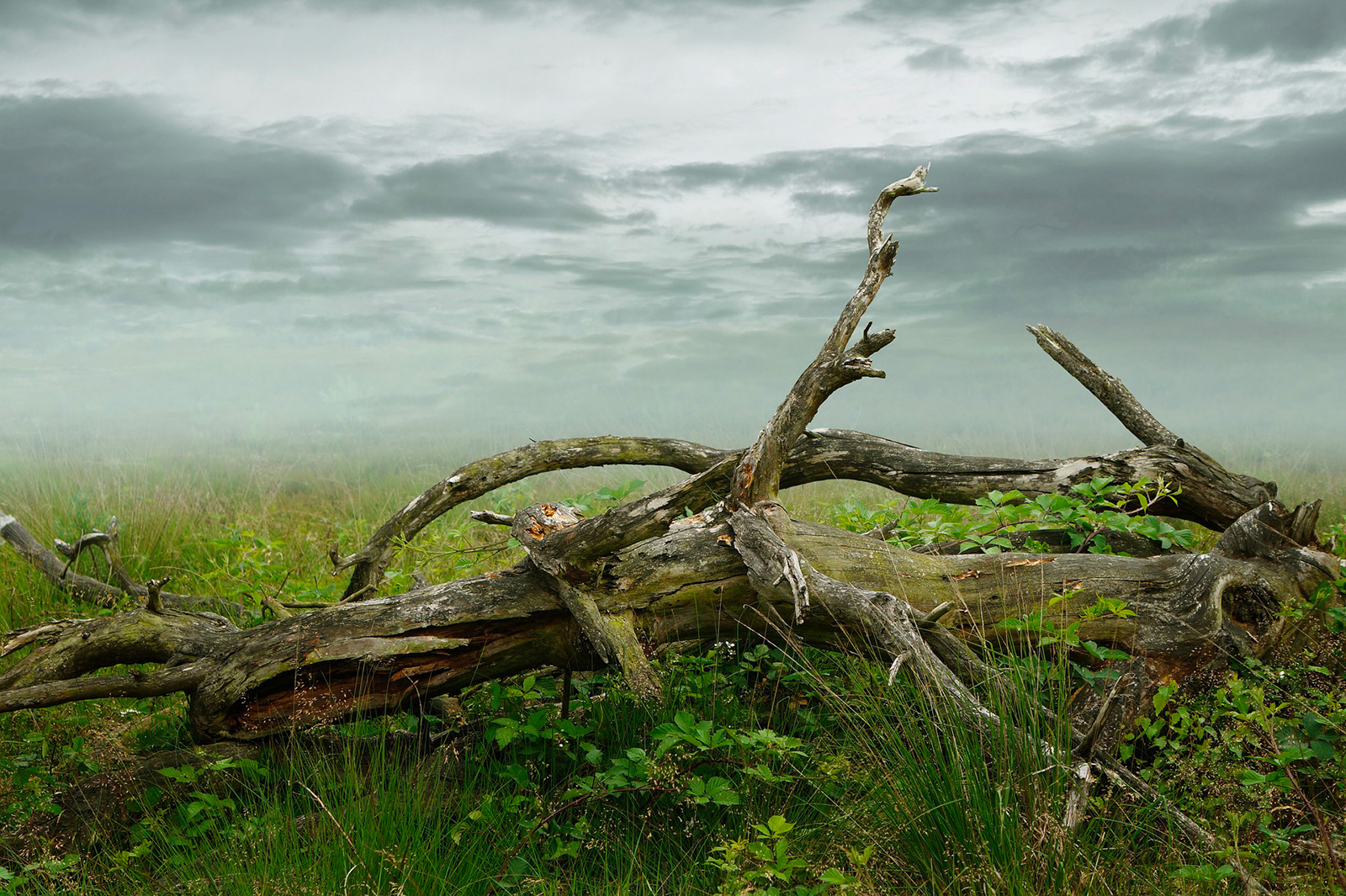 Les arbres redressés