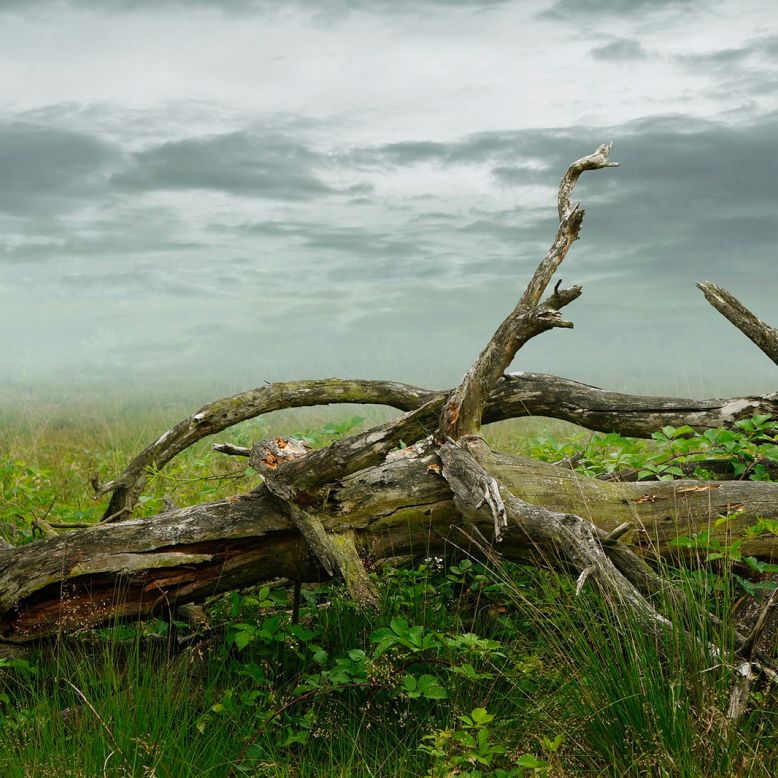 Les arbres redressés