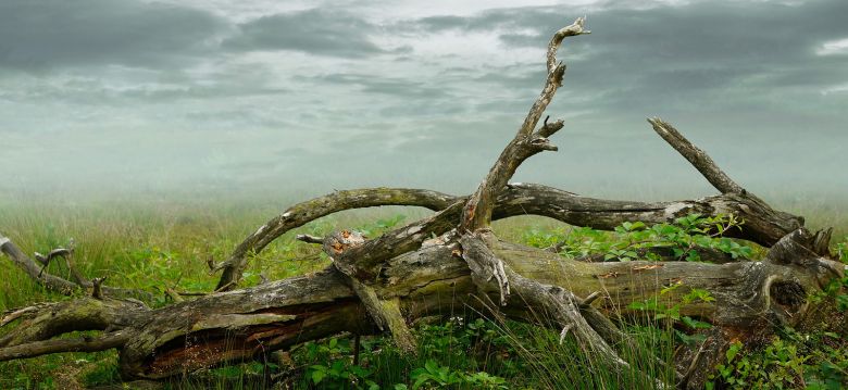 Les arbres redressés