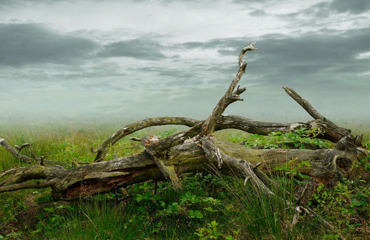Les arbres redressés