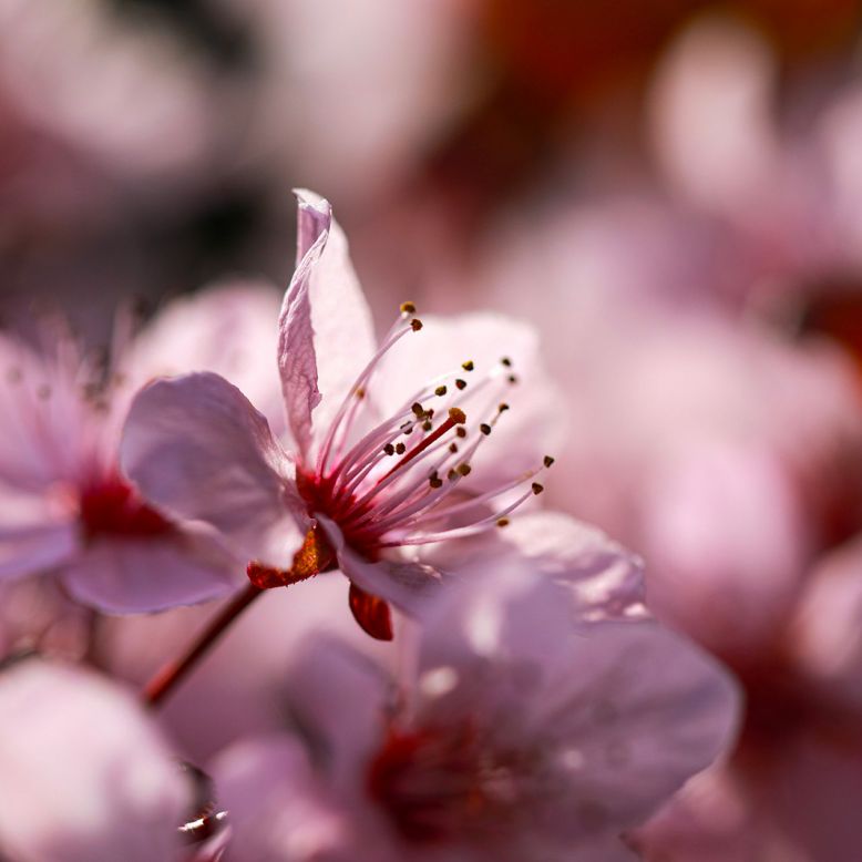 Parc arboretum du Château de la Diège