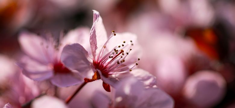 Parc arboretum du Château de la Diège