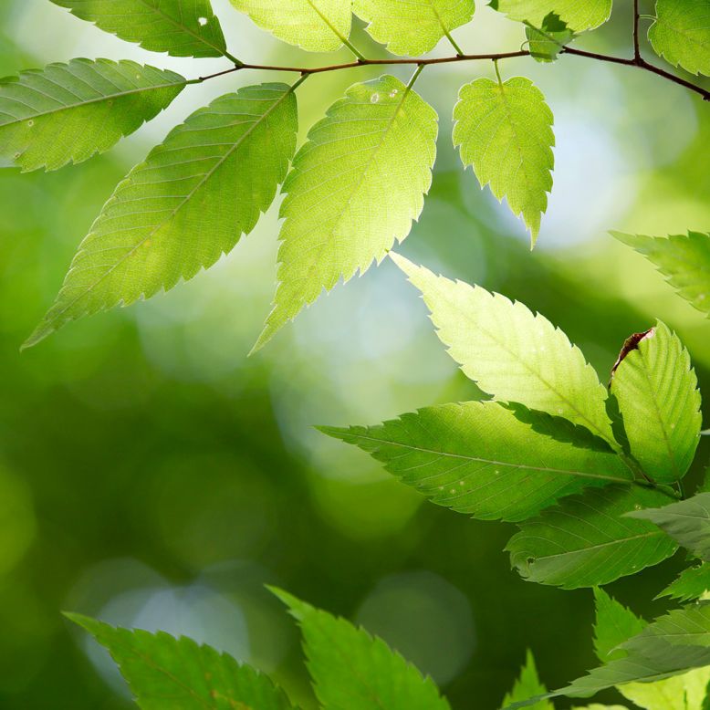 Jardin de la Bécharie