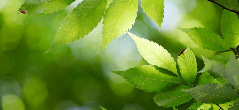 Jardin de la Bécharie