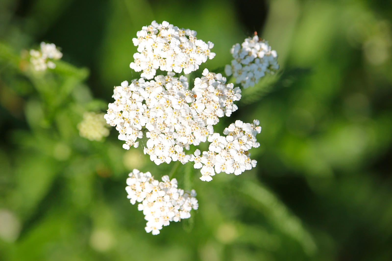 Firmin's garden