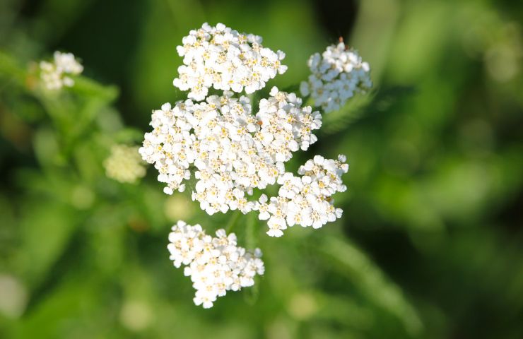 Jardin de Firmin