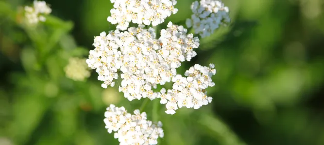 Jardin de Firmin