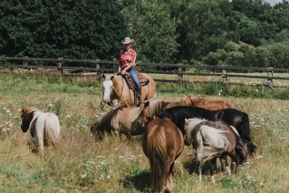 CG Reigning Horses