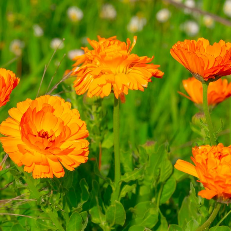 Jardin botanique contemporain Sothys
