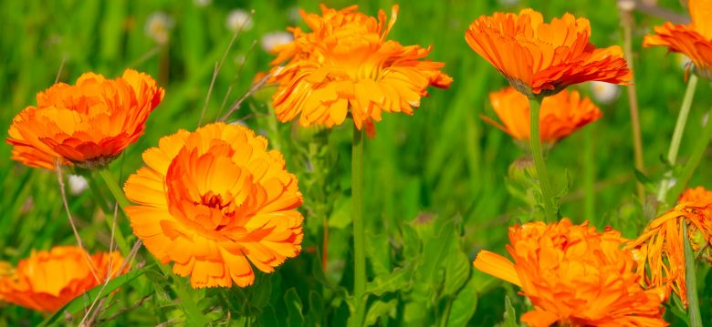 Jardin botanique contemporain Sothys