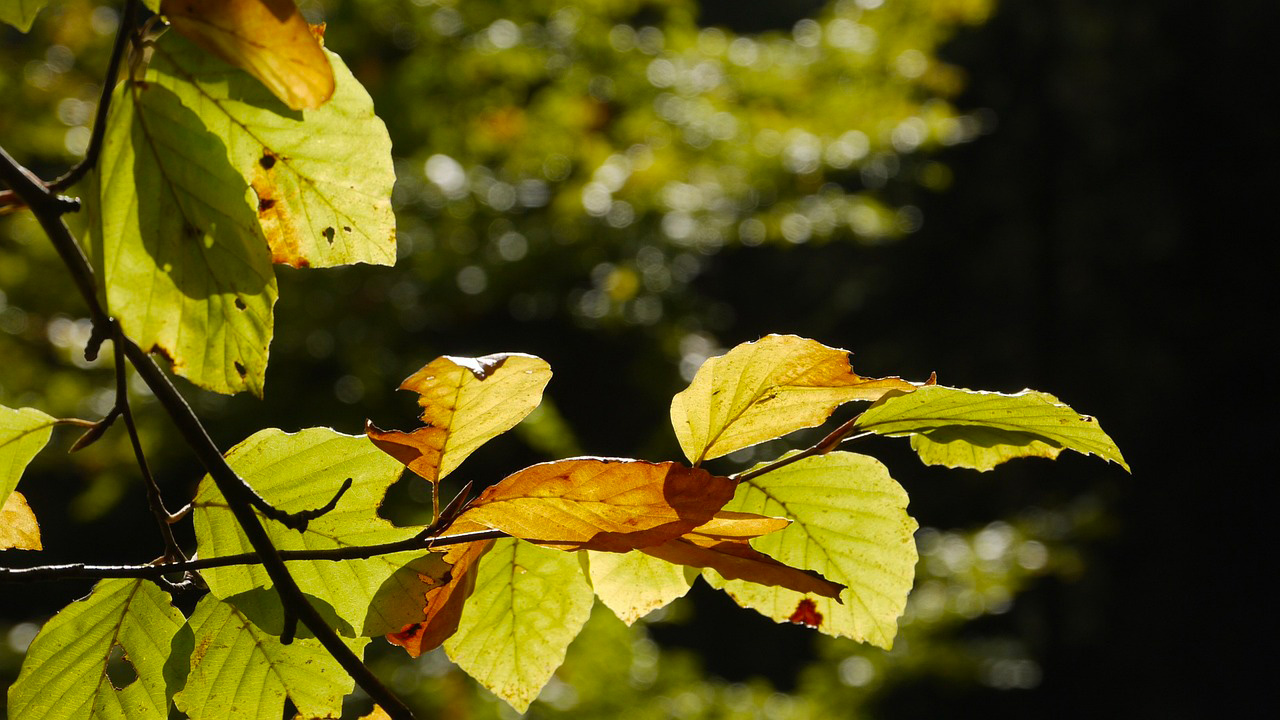 Agriers Massif Arboretum