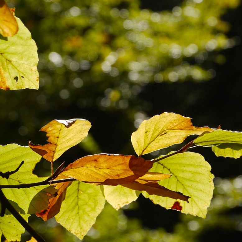 Agriers Massif Arboretum