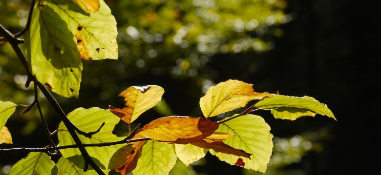 Agriers Massif Arboretum