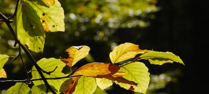 Arboretum du Massif des Agriers