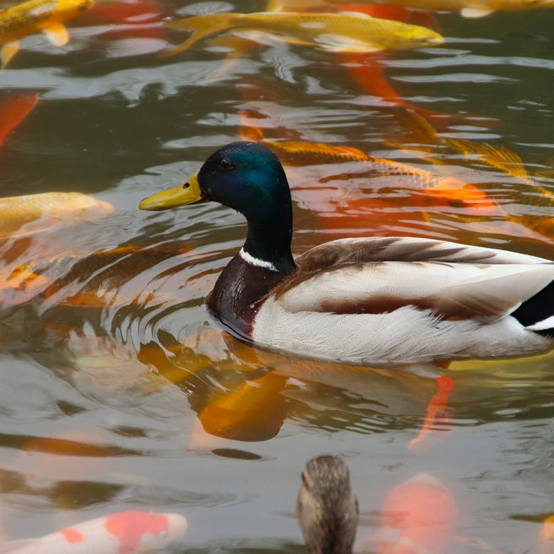 Arboretum of the Castle of Neuvic d'Ussel