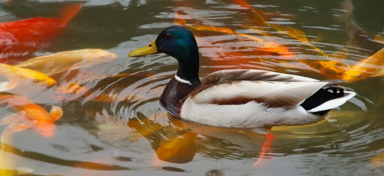 Arboretum of the Castle of Neuvic d'Ussel