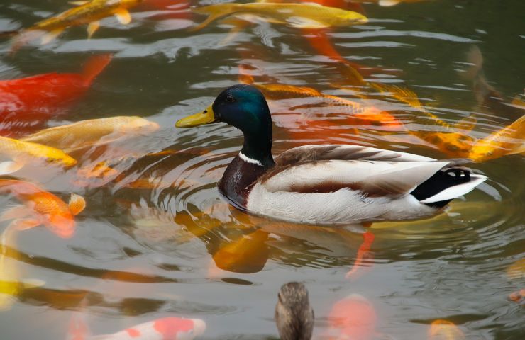 Arboretum of the Castle of Neuvic d'Ussel