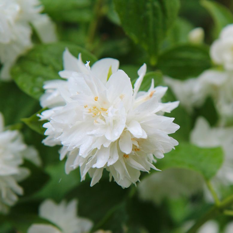 Saint-Setiers Arboretum Park