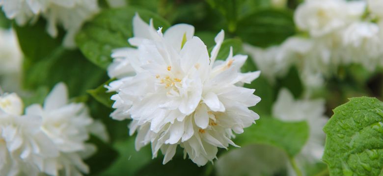 Saint-Setiers Arboretum Park